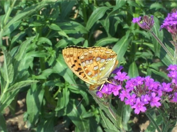 Feuriger Perlmutterfalter ( Argynnis adippe ), Flügelunterseite : An der Romantischen Straße, Weikersheim, Barockgarten, 28.06.2006